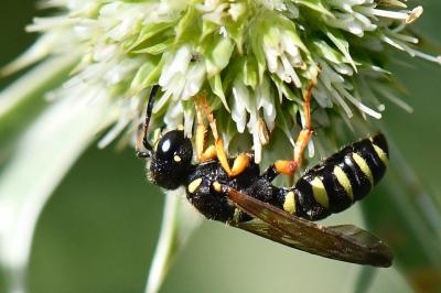 <i>Cerceris ruficornis</i>