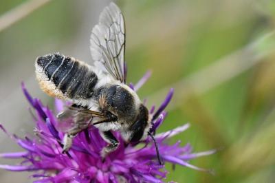 <i>Lithurgus cornutus</i>