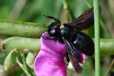 Xylocope violette