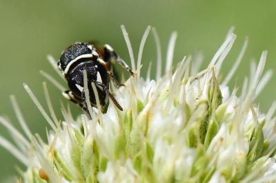 <i>Hylaeus variegatus</i>