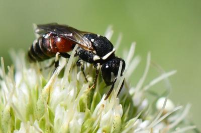 <i>Hylaeus variegatus</i>