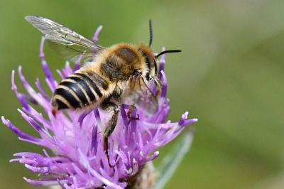 <i>Lithurgus cornutus</i>