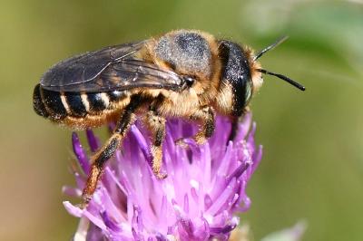 <i>Lithurgus cornutus</i>