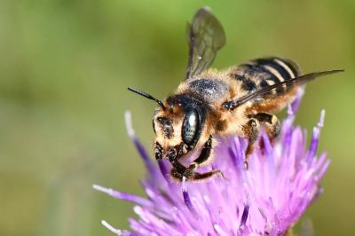 <i>Lithurgus cornutus</i>
