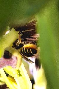 Mégachile du rosier