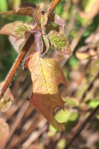 Mégachile du rosier