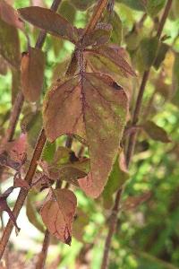 Mégachile du rosier