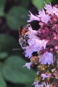 <i>Lasioglossum albipes</i>