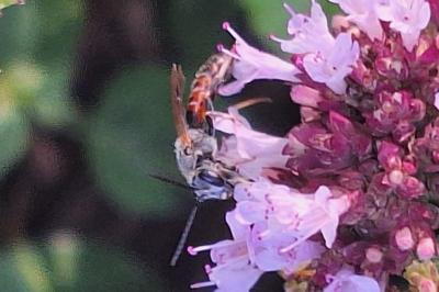 <i>Lasioglossum albipes</i>
