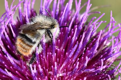 Bombus sylvarum