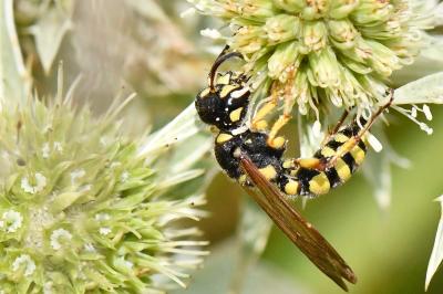 <i>Cerceris flavicornis</i>
