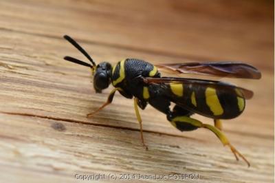 Leucospis à tarière dorsale
