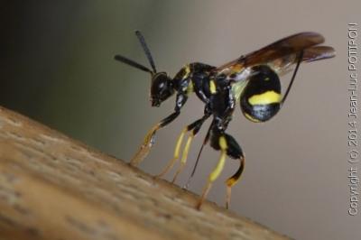 Leucospis à tarière dorsale