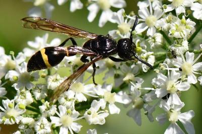 <i>Discoelius zonalis</i>