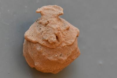<i>Eumenes</i>