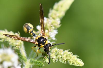 <i>Eumenes papillarius</i>