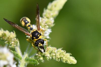 <i>Eumenes papillarius</i>