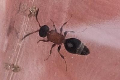 Smicromyrme rufipes