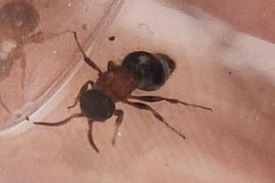 Mutille à pattes rousses