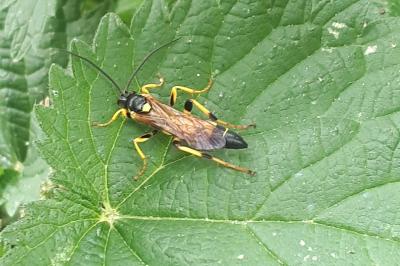 Ichneumon jaune
