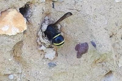 Odynerus à pattes épineuses