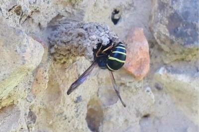 Odynerus à pattes épineuses