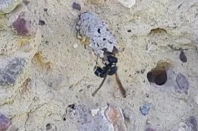 Odynerus à pattes épineuses