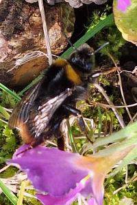 Bourdon des prés