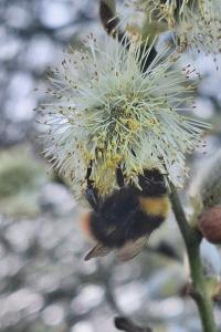 Bourdon des prés