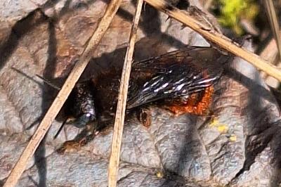 Osmie bicolore des caricoles
