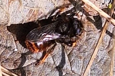 Osmie bicolore des caricoles