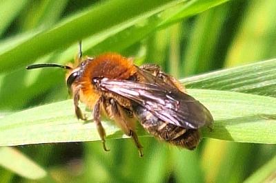 Andrène à deux cellules