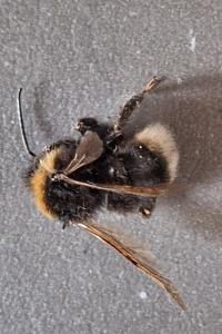 Psithyre sylvestre