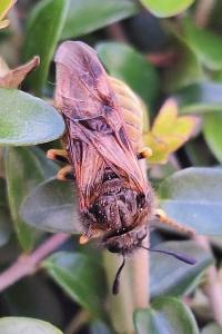 <i>Abia lonicerae</i>