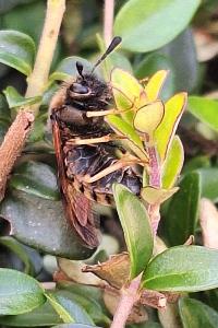 <i>Abia lonicerae</i>
