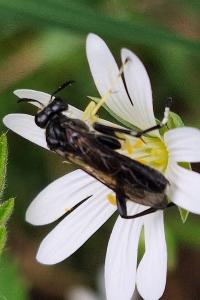 Mouche-à-scie à trois bandes jaunes