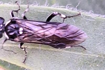 Mouche-à-scie noire à pattes argentées