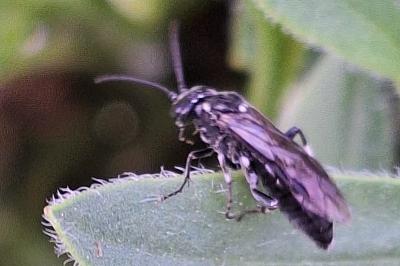 Mouche-à-scie noire à pattes argentées