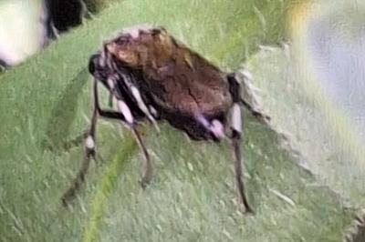 Mouche-à-scie noire à pattes argentées
