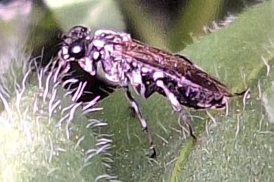 Mouche-à-scie noire à pattes argentées