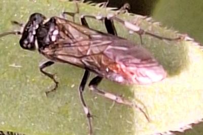 Mouche-à-scie noire à pattes argentées