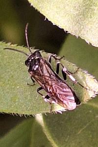 Mouche-à-scie noire à pattes argentées