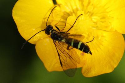 <i>Cephus pygmeus</i>