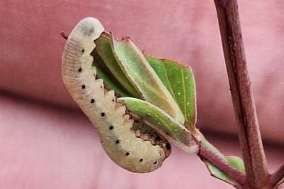 Mouche-à-scie à deux bandes jaunes