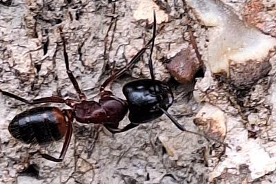 Fourmis charpentière