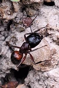 Fourmis charpentière