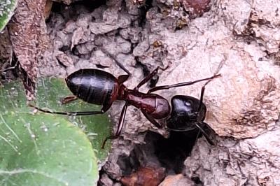 Fourmis charpentière