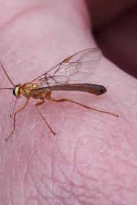 <i>Ophion minutus</i>