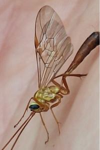 <i>Ophion minutus</i>