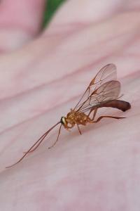 <i>Ophion minutus</i>